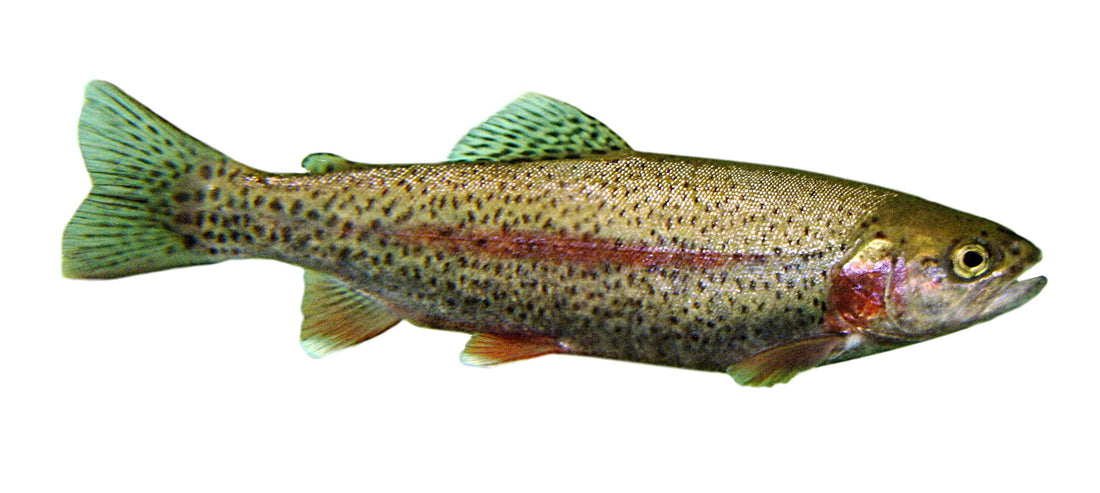 Regnbåge